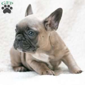 Karis, French Bulldog Puppy